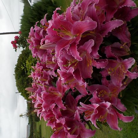 تينتاجيل Bossiney House Hotel المظهر الخارجي الصورة