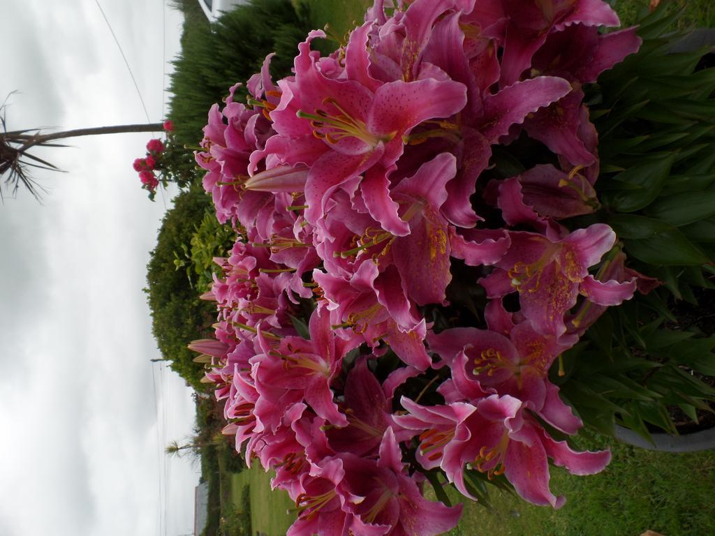 تينتاجيل Bossiney House Hotel المظهر الخارجي الصورة